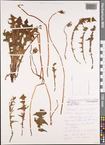 Taraxacum croceum Dahlst., Siberia, Western Siberia (S1) (Russia)