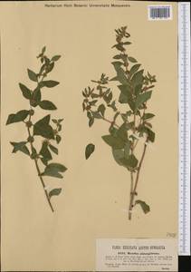 Mentha × verticillata L., Western Europe (EUR) (Hungary)
