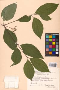 Cornus sanguinea L., Eastern Europe, Moscow region (E4a) (Russia)