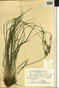 Carex augustinowiczii Meinsh., Siberia, Chukotka & Kamchatka (S7) (Russia)