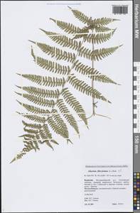 Athyrium filix-femina (L.) Roth, Siberia, Baikal & Transbaikal region (S4) (Russia)