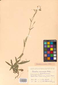 Camelina rumelica Velen., Siberia, Russian Far East (S6) (Russia)