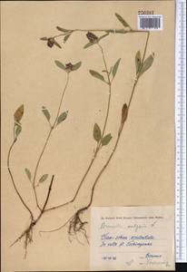 Prunella vulgaris L., Middle Asia, Western Tian Shan & Karatau (M3) (Uzbekistan)