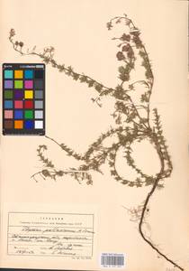 MHA 0 157 347, Thymus pallasianus Heinr.Braun, Eastern Europe, Lower Volga region (E9) (Russia)