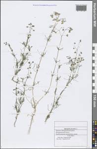 Spergula arvensis L., Eastern Europe, Middle Volga region (E8) (Russia)