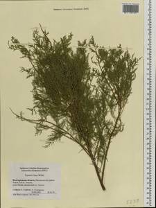 Tamarix laxa Willd., Eastern Europe, Lower Volga region (E9) (Russia)