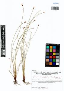Eleocharis palustris (L.) Roem. & Schult., Siberia, Western Siberia (S1) (Russia)