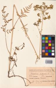 Silphiodaucus prutenicus subsp. prutenicus, Eastern Europe, Central region (E4) (Russia)