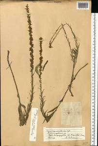 Asyneuma canescens (Waldst. & Kit.) Griseb. & Schenk, Eastern Europe, South Ukrainian region (E12) (Ukraine)
