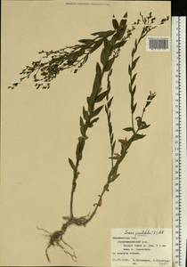 Linaria genistifolia (L.) Mill., Eastern Europe, Central forest-and-steppe region (E6) (Russia)