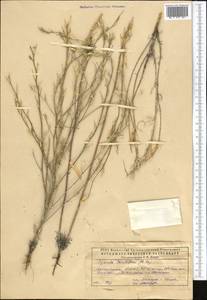 Erysimum quadrangulum Desf., Middle Asia, Caspian Ustyurt & Northern Aralia (M8) (Kazakhstan)