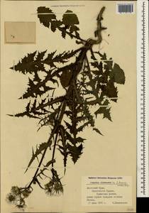 Sonchus oleraceus L., Crimea (KRYM) (Russia)