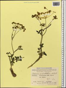 Pastinaca pimpinellifolia M. Bieb., Caucasus, Azerbaijan (K6) (Azerbaijan)