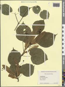 Tilia croizatii Chun & H. D. Wong, Caucasus, Azerbaijan (K6) (Azerbaijan)