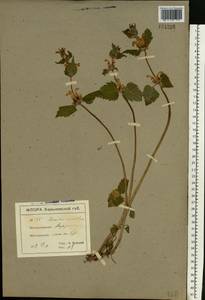 Lamium maculatum (L.) L., Eastern Europe, North Ukrainian region (E11) (Ukraine)