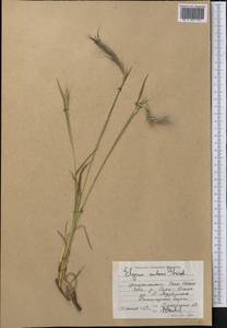 Elymus nutans Griseb., Middle Asia, Northern & Central Tian Shan (M4) (Kyrgyzstan)
