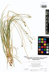 Carex brunnescens (Pers.) Poir., Siberia, Baikal & Transbaikal region (S4) (Russia)