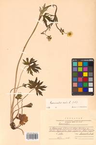 Ranunculus acris L., Siberia, Russian Far East (S6) (Russia)