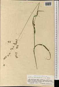 Melica turczaninowiana Ohwi, Mongolia (MONG) (Mongolia)