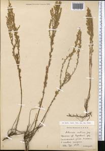 Artemisia austriaca Jacq., Middle Asia, Caspian Ustyurt & Northern Aralia (M8) (Kazakhstan)