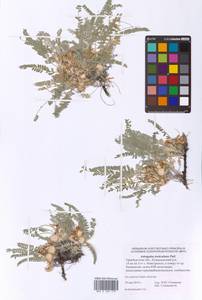 Astragalus testiculatus Pall., Eastern Europe, Eastern region (E10) (Russia)