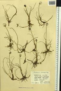 Eriophorum scheuchzeri Hoppe, Siberia, Western Siberia (S1) (Russia)
