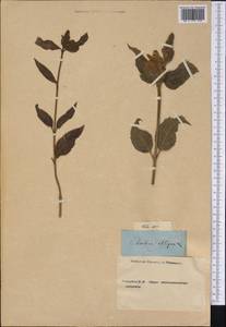 Chelone obliqua L., America (AMER) (Not classified)