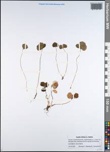 Coptis trifolia (L.) Salisb., Siberia, Russian Far East (S6) (Russia)