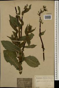 Sonchus asper (L.) Hill, Eastern Europe, Central forest-and-steppe region (E6) (Russia)