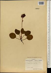 Pyrola asarifolia subsp. incarnata (DC.) A. E. Murray, Mongolia (MONG) (Mongolia)