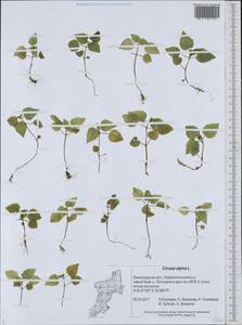 Circaea alpina L., Eastern Europe, North-Western region (E2) (Russia)
