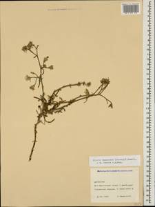 Picris strigosa subsp. canescens (Stev.) Lack, Caucasus, Dagestan (K2) (Russia)