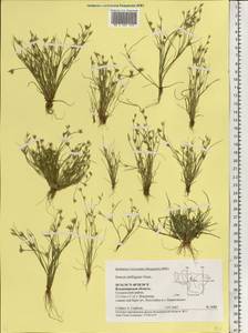 Juncus ranarius Songeon & E. P. Perrier, Eastern Europe, Central region (E4) (Russia)