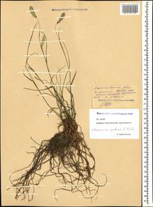 Alopecurus ponticus K.Koch, Caucasus, North Ossetia, Ingushetia & Chechnya (K1c) (Russia)