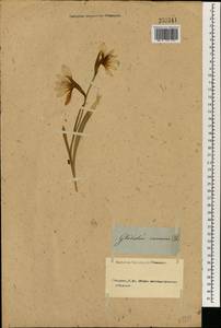 Gladiolus carneus F.Delaroche, South Asia, South Asia (Asia outside ex-Soviet states and Mongolia) (ASIA) (Not classified)