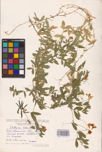 Lathyrus tuberosus L., Eastern Europe, Central forest-and-steppe region (E6) (Russia)