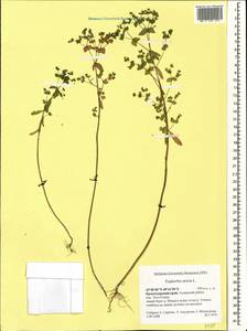 Euphorbia stricta L., Caucasus, Krasnodar Krai & Adygea (K1a) (Russia)