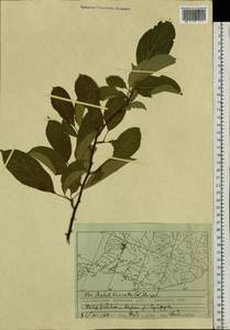 Malus baccata (L.) Borkh., Siberia, Russian Far East (S6) (Russia)