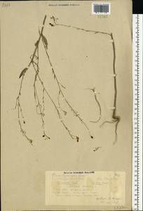 Camelina sativa (L.) Crantz, Eastern Europe, Volga-Kama region (E7) (Russia)