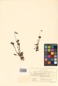 Drosera rotundifolia L., Siberia, Russian Far East (S6) (Russia)