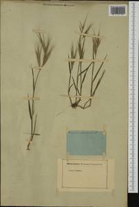 Bromus madritensis L., Western Europe (EUR) (Not classified)