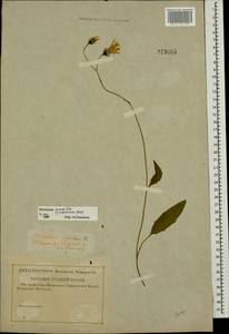 Hieracium lachenalii subsp. deductum (Sudre) Greuter, Eastern Europe, North-Western region (E2) (Russia)