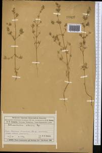 Petrosimonia sibirica (C. A. Mey.) Bunge, Middle Asia, Muyunkumy, Balkhash & Betpak-Dala (M9) (Kazakhstan)