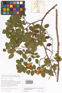 Rosa caesia Sm., Eastern Europe, Lower Volga region (E9) (Russia)