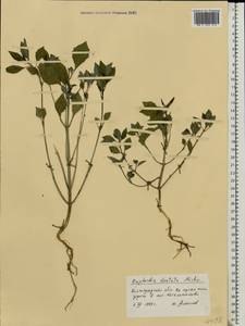 Euphorbia davidii Subils, Eastern Europe, Lower Volga region (E9) (Russia)