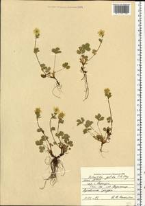Potentilla crantzii subsp. gelida (C. A. Mey.) Soják, Eastern Europe, Northern region (E1) (Russia)