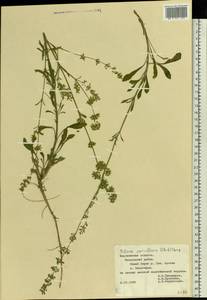 Silene borysthenica (Gruner) Walters, Eastern Europe, Central forest-and-steppe region (E6) (Russia)