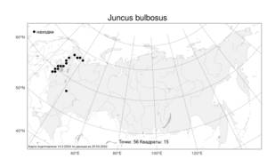 Juncus bulbosus L., Atlas of the Russian Flora (FLORUS) (Russia)