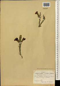 Cymbaria daurica L., Mongolia (MONG) (Mongolia)