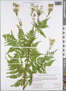 Myrrhis odorata (L.) Scop., Eastern Europe, Central forest region (E5) (Russia)